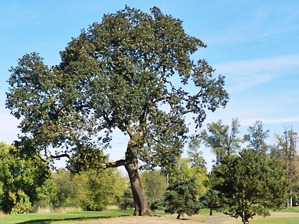 quercus garryana 1 graphic